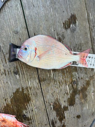 ヒレコダイの釣果