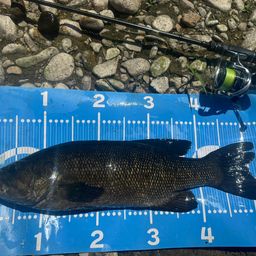 スモールマウスバス