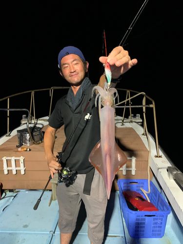 ケンサキイカの釣果