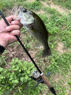 ラージマウスバスの釣果