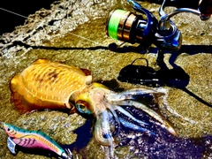 アオリイカの釣果