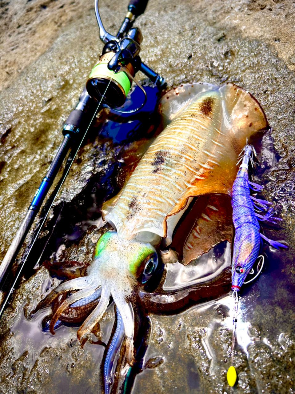 DAIWA 20エメラルダス AIR AGS 88M-Sの最安値・インプレ・釣果