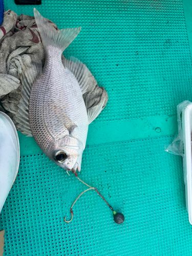 メイチダイの釣果