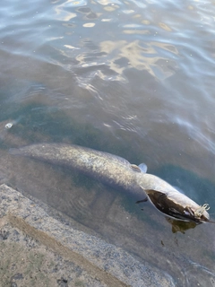 ナマズの釣果