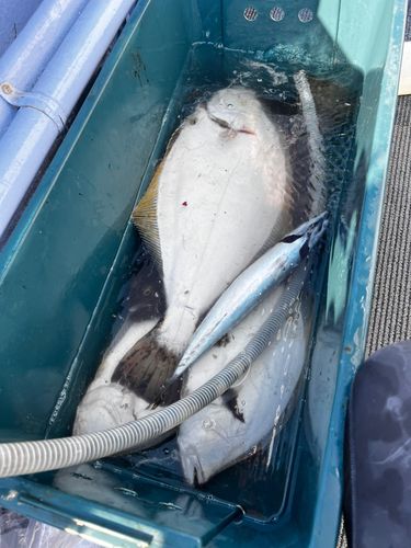 ヒラメの釣果