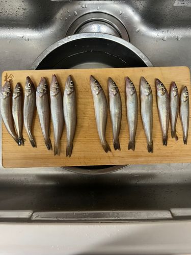 シロギスの釣果