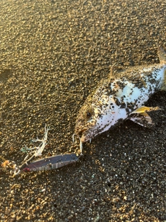 ショゴの釣果