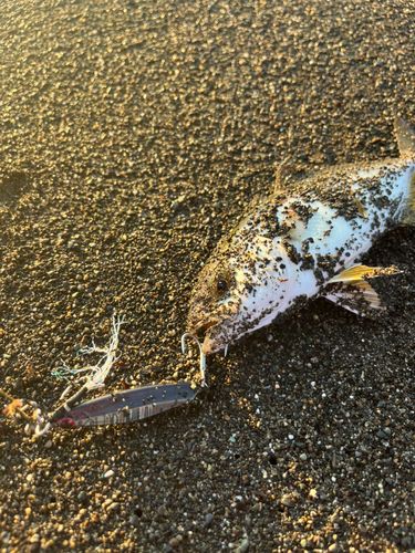 ショゴの釣果