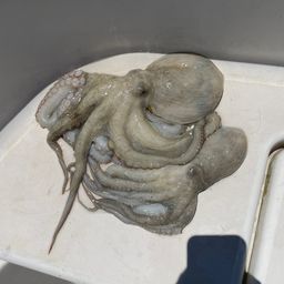 タコ