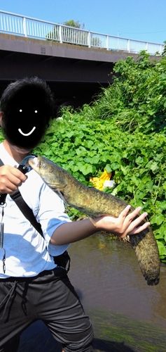 ナマズの釣果