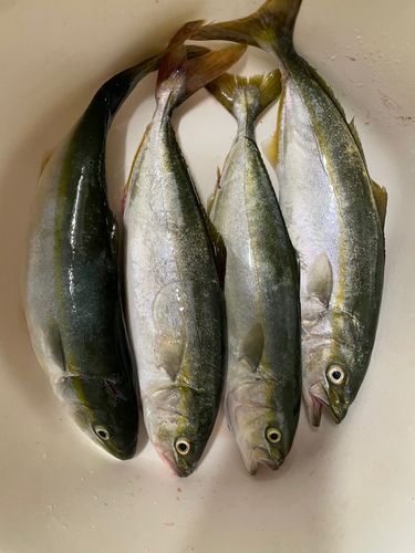 イナダの釣果