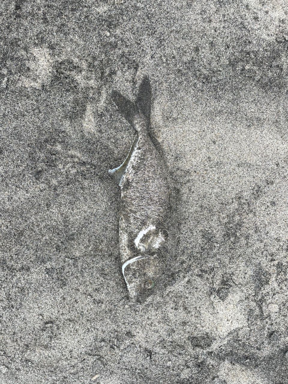 ショゴ