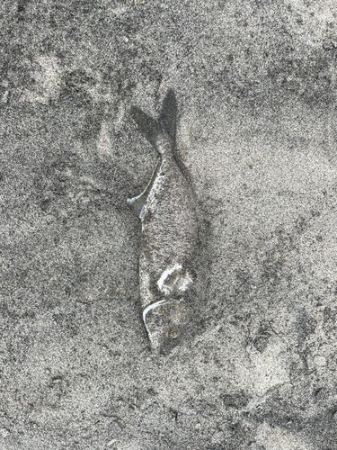 ショゴの釣果