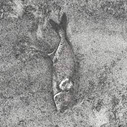 ショゴ