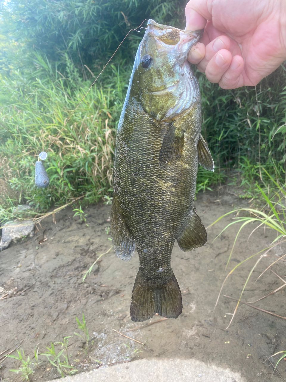 スモールマウスバス