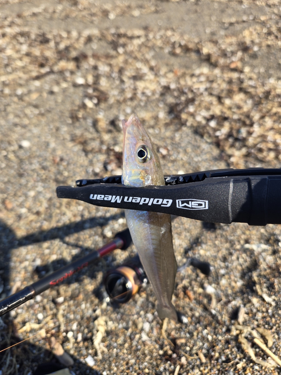 SHIMANO 21セフィア XR S83MLの最安値・インプレ・釣果 | 本音の