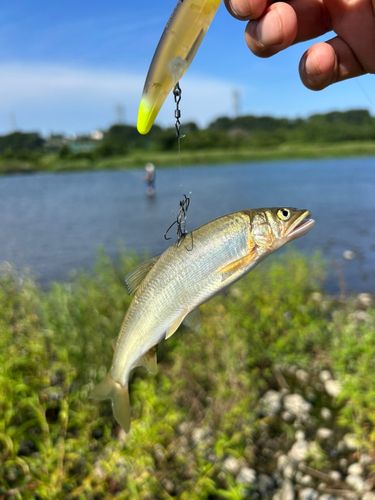 アユの釣果
