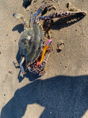 ワタリガニの釣果