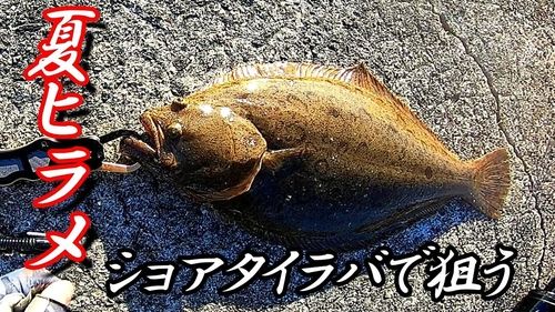ヒラメの釣果