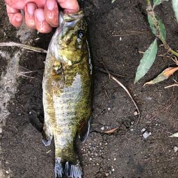 スモールマウスバス