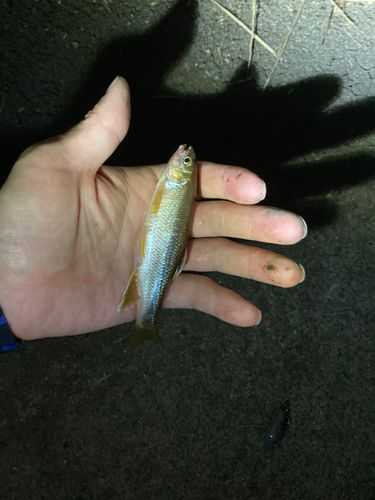 カワムツの釣果