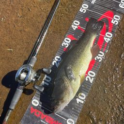 ラージマウスバス