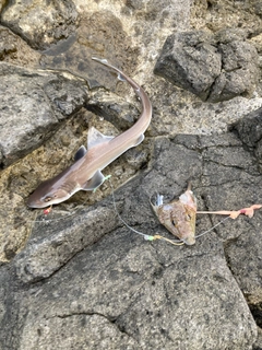 サメの釣果