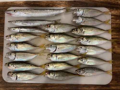 アジの釣果