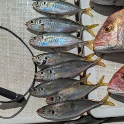 アジ