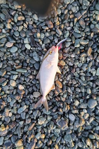 ショゴの釣果