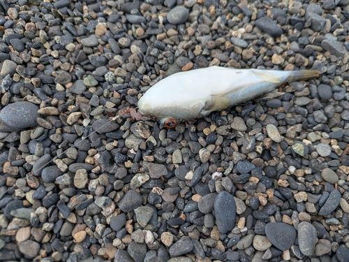 クサフグの釣果