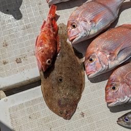 ヒラメ