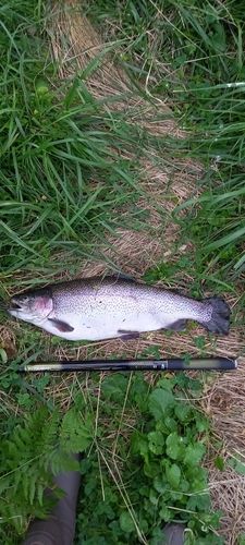 ニジマスの釣果