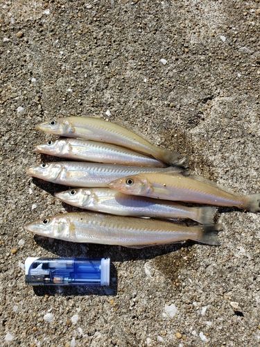 キスの釣果