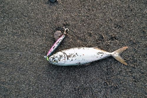 ワカシの釣果