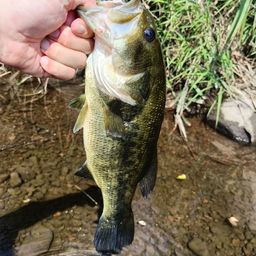 ラージマウスバス