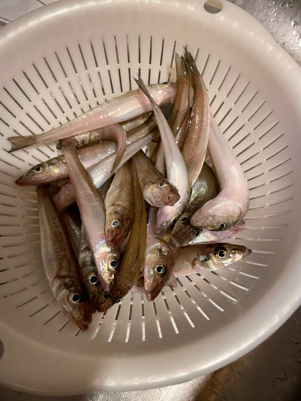 シロギス