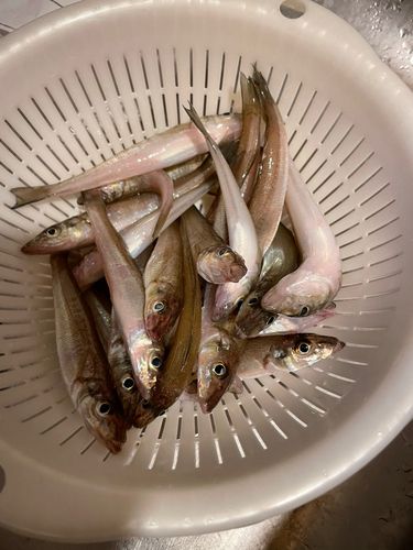 シロギスの釣果