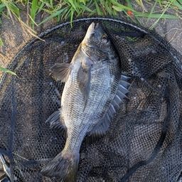 クロダイ