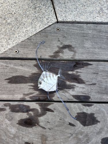 イトヒキアジの釣果