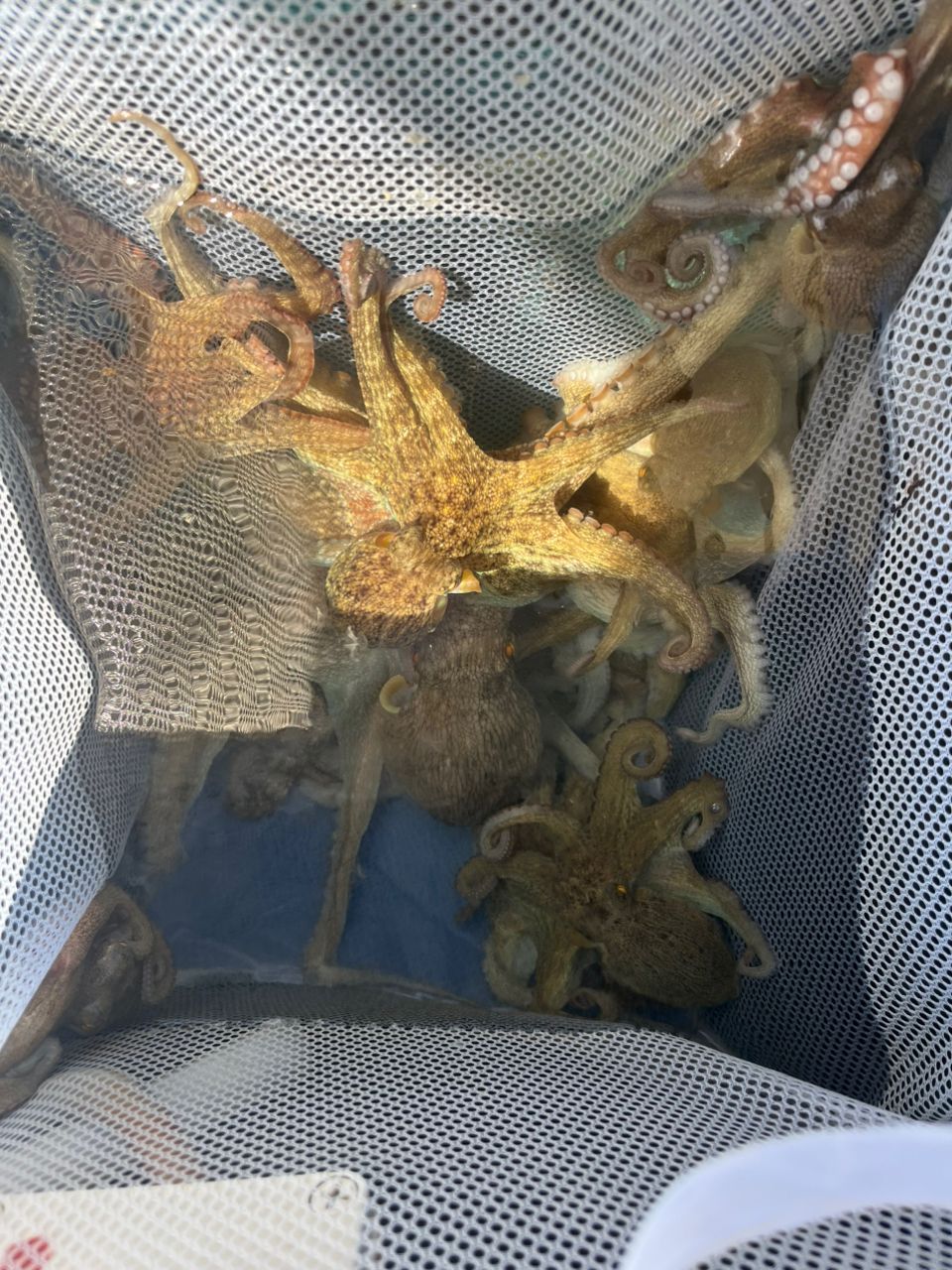 Qです‼︎さんの釣果 1枚目の画像