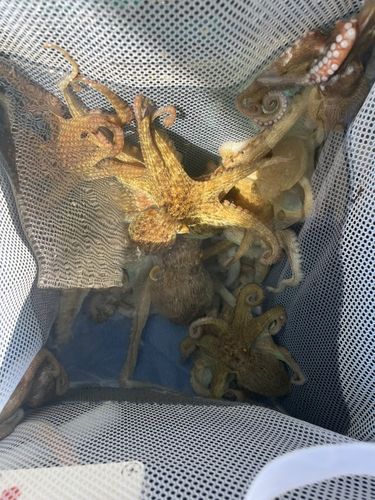 マダコの釣果