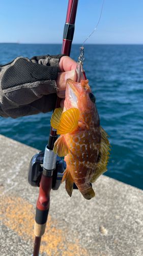 キジハタの釣果