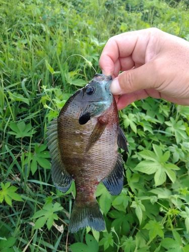 ブルーギルの釣果