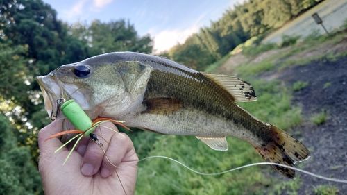 ブラックバスの釣果