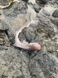 サメの釣果