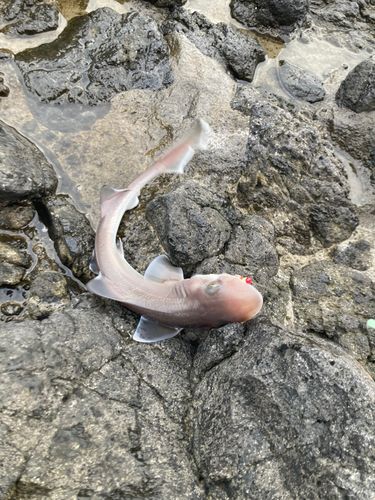 サメの釣果