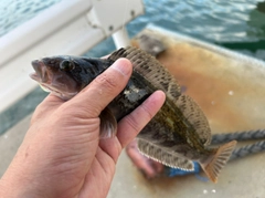 アイナメの釣果