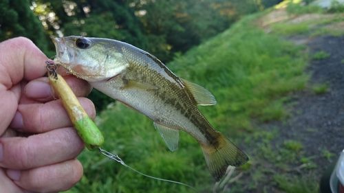 ブラックバスの釣果