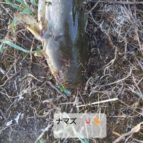 ニホンナマズの釣果